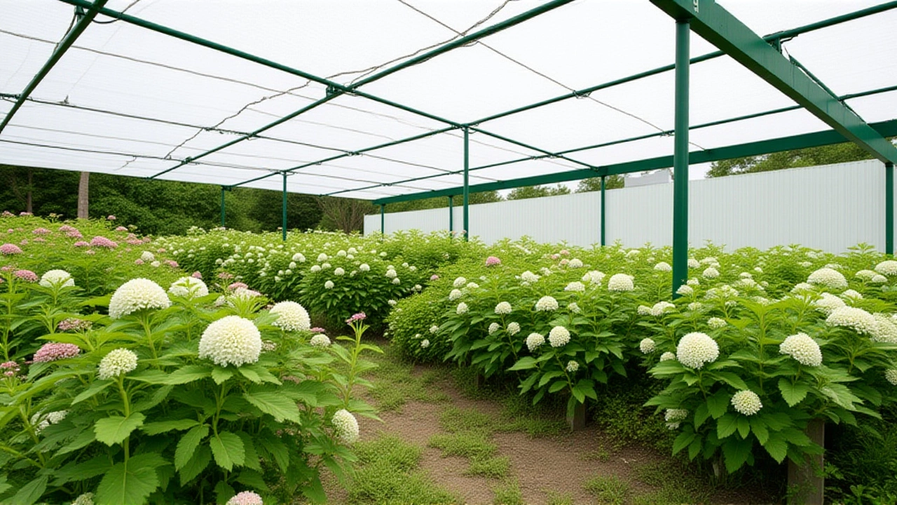 Туи и гортензии по 490 рублей: в центре «Исаковский» стартовал сейл